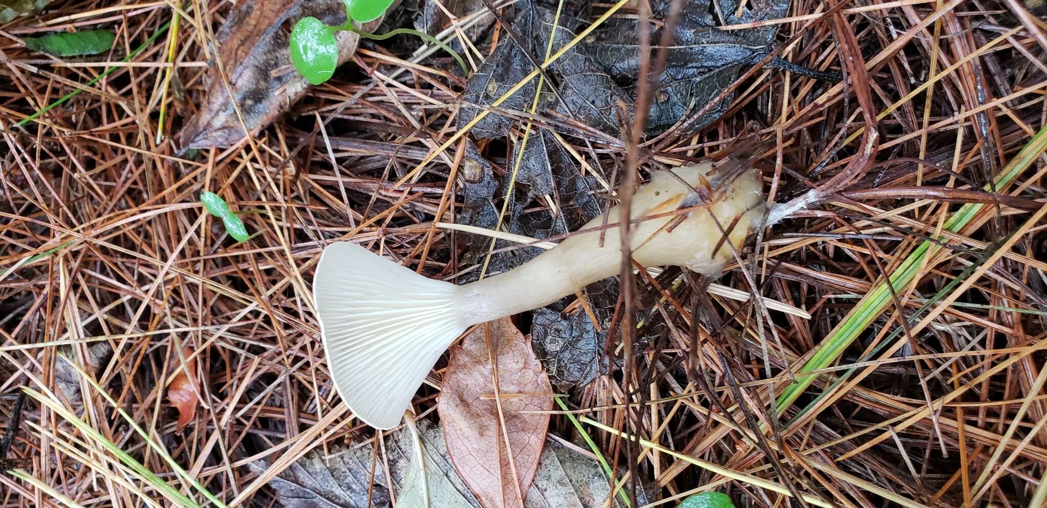 Image of Ampulloclitocybe