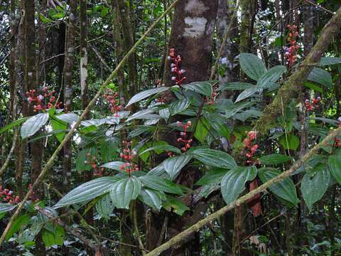 Image of Miconia ceramicarpa (DC.) Cogn.