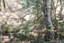 Sivun Acrotriche fasciculiflora (Regel) Benth. kuva