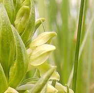 Dactylorhiza incarnata subsp. ochroleuca (Wüstnei ex Boll) P. F. Hunt & Summerh. resmi