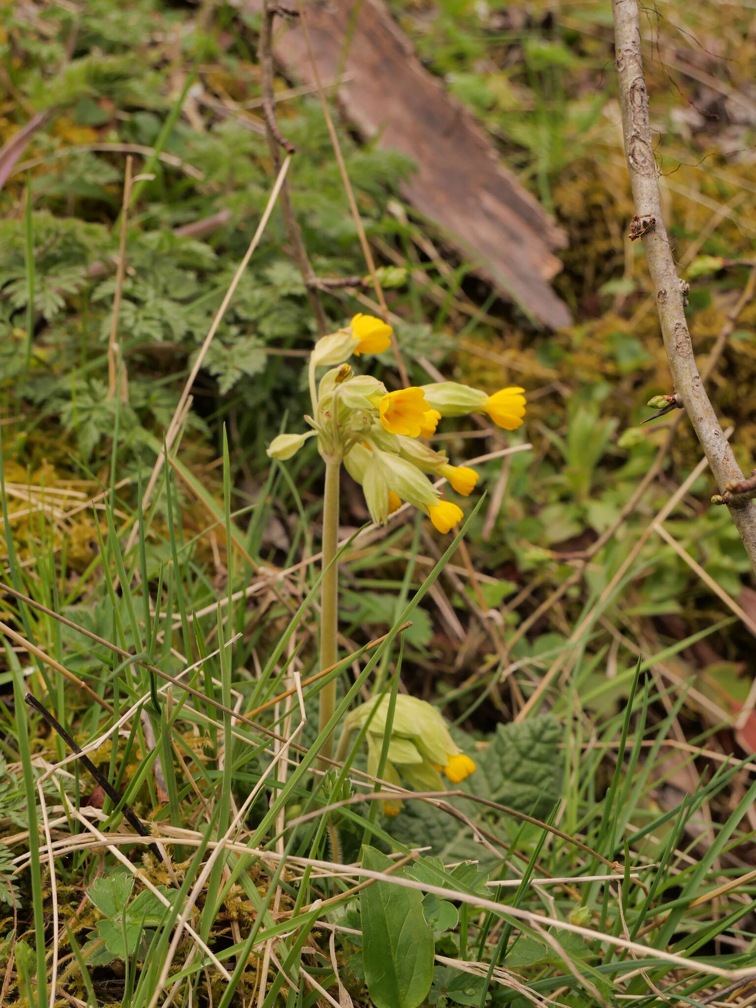 Primula veris subsp. veris resmi