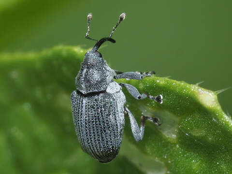 Image of Cabbage Seedpod Weevil