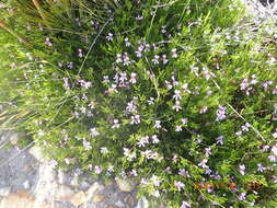 Image of Pelargonium laevigatum subsp. laevigatum