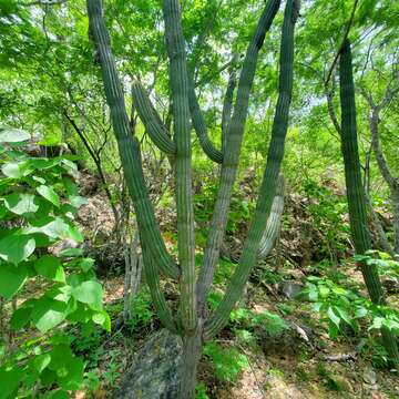 Image of Pilosocereus alensis (F. A. C. Weber ex Rol.-Goss.) Byles & G. D. Rowley