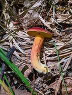 Image of Boletus harrisonii A. H. Sm. & Thiers 1971