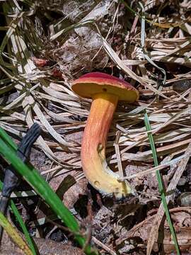 Sivun Boletus harrisonii A. H. Sm. & Thiers 1971 kuva