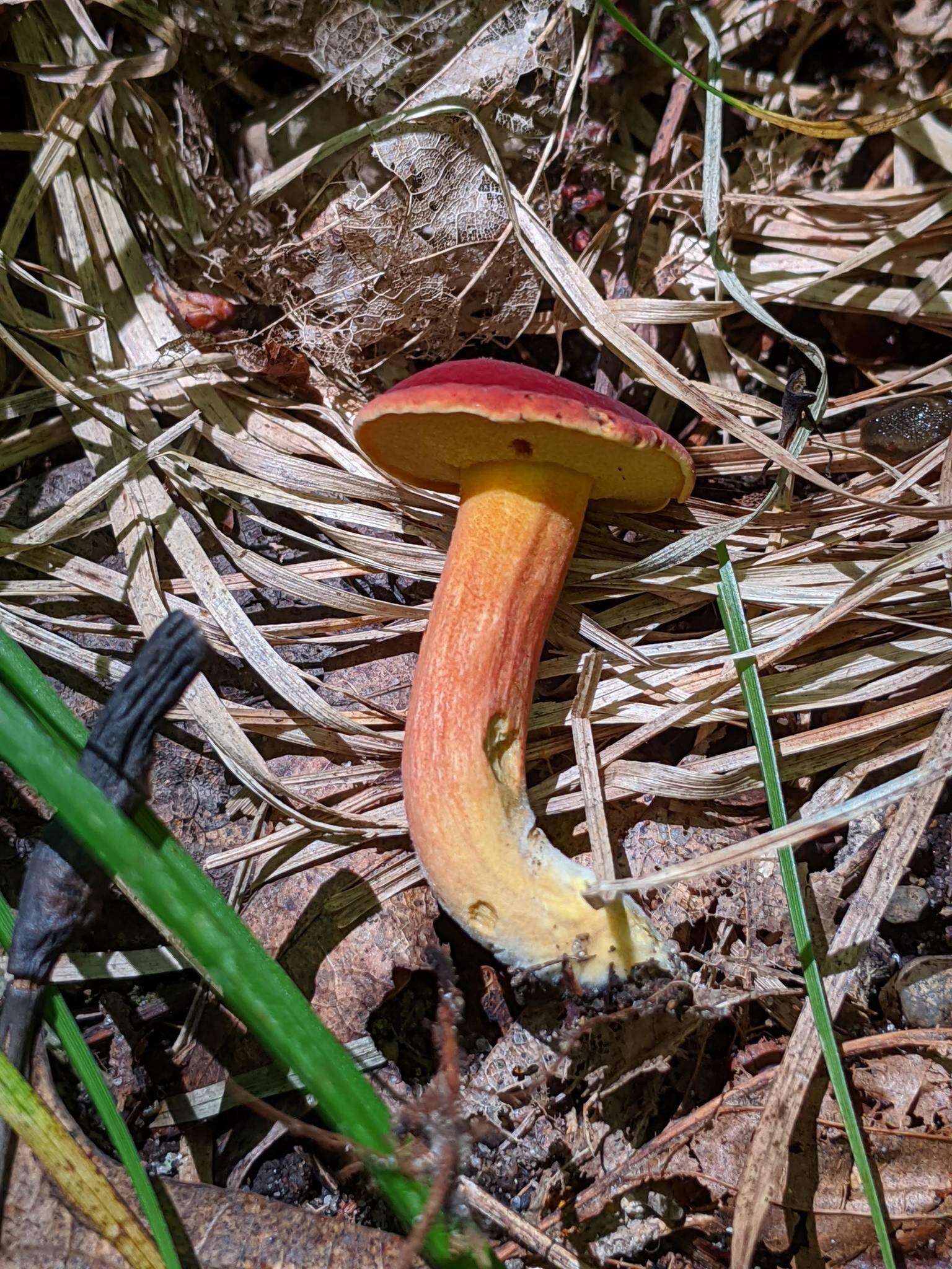 Image of Boletus harrisonii A. H. Sm. & Thiers 1971