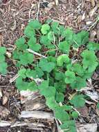 Image de Hydrocotyle bowlesioides Mathias & Constance