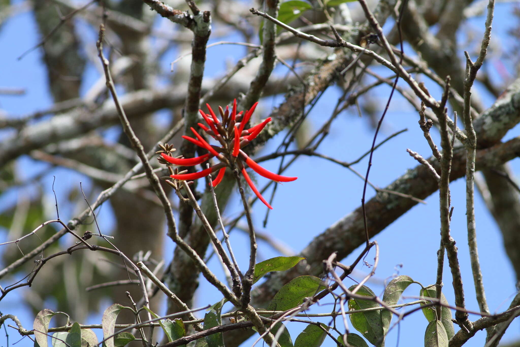 Image of Erythrina chiapasana Krukoff