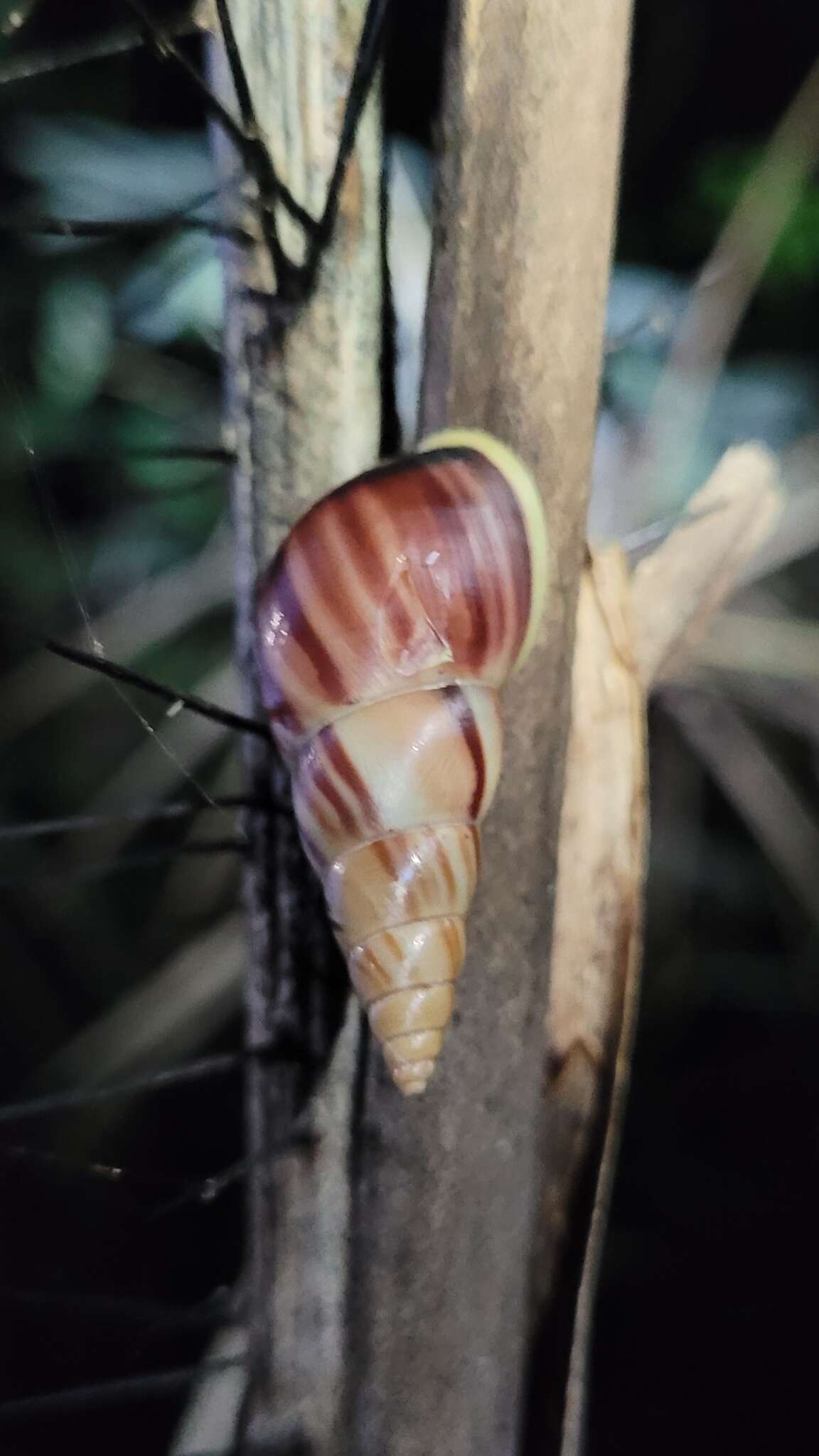 Image of Leiostracus vittatus (Spix 1827)