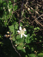 Rubus ursinus subsp. macropetalus (Dougl. ex Hook.) Taylor & Mac Bryde的圖片