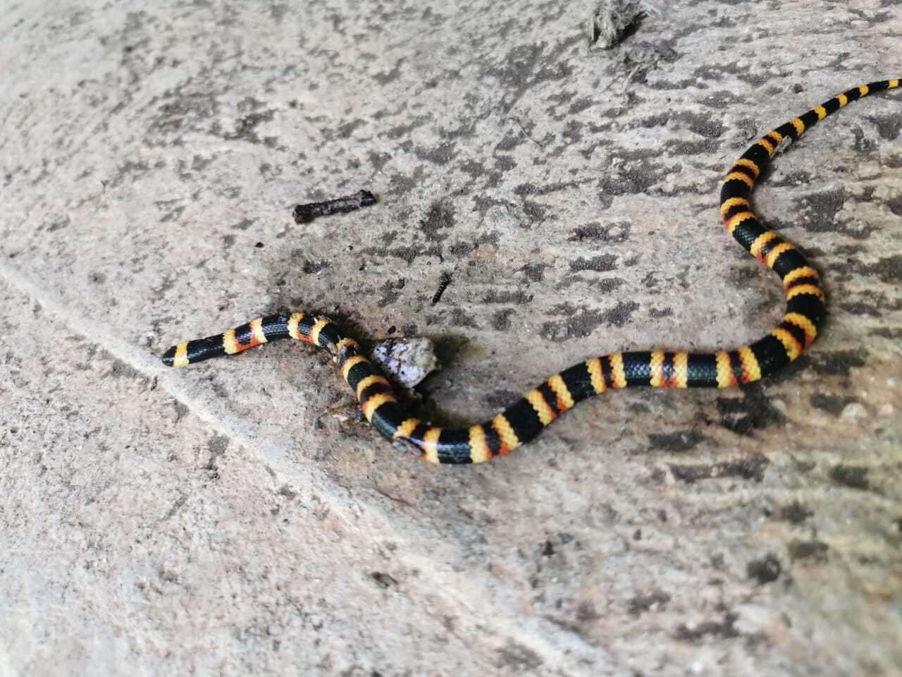 Image of Oaxacan Coral Snake