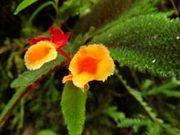 Слика од Begonia lehmannii (Irmsch.) L. B. Sm. & B. G. Schub.