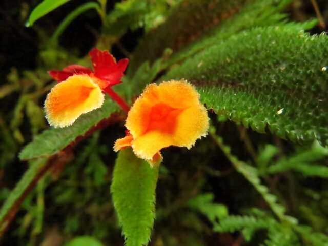 Слика од Begonia lehmannii (Irmsch.) L. B. Sm. & B. G. Schub.