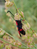 Image of Zygaena cuvieri Boisduval 1828