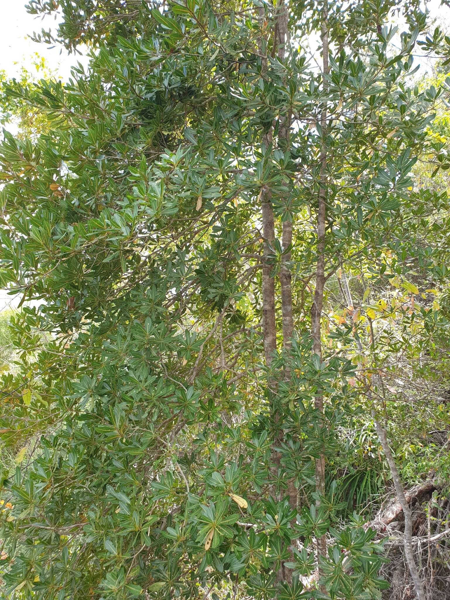 Imagem de Nesogordonia pachyneura Capuron ex L. C. Barnett