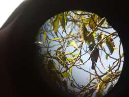 Image of Nilgiri Flycatcher