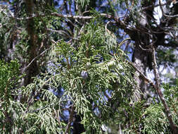 صورة Juniperus pseudosabina Fisch. & C. A. Mey.