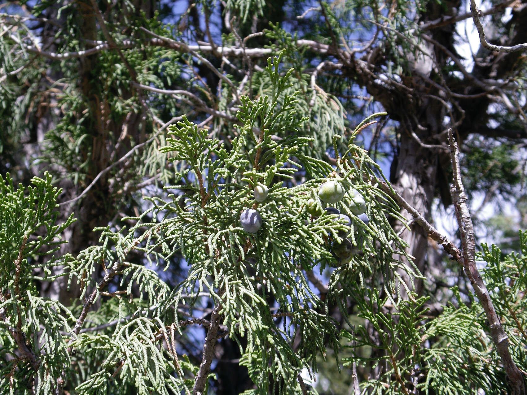 Plancia ëd Juniperus pseudosabina Fisch. & C. A. Mey.