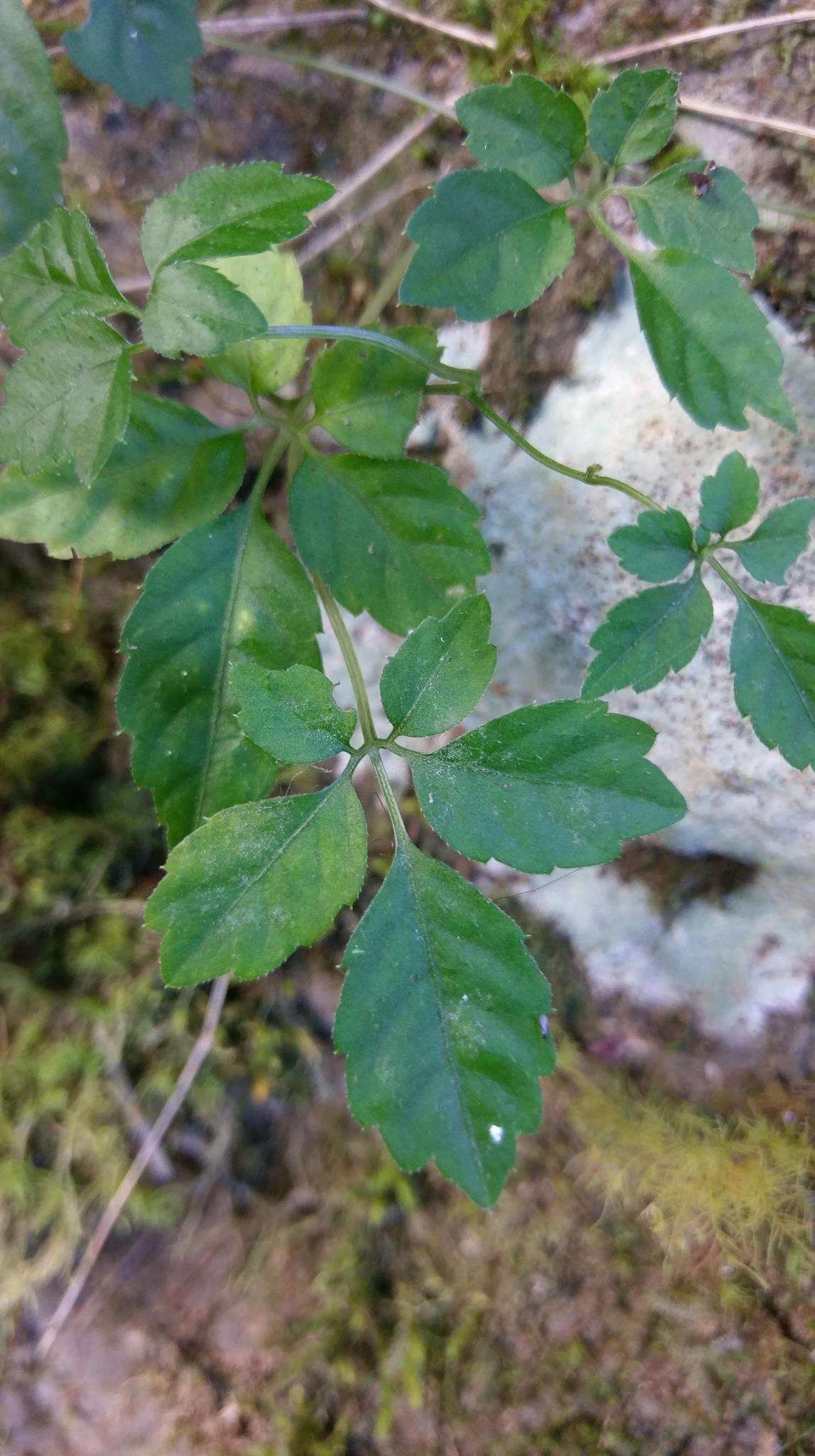 Plancia ëd Gynostemma pentaphyllum (Thunb.) Makino