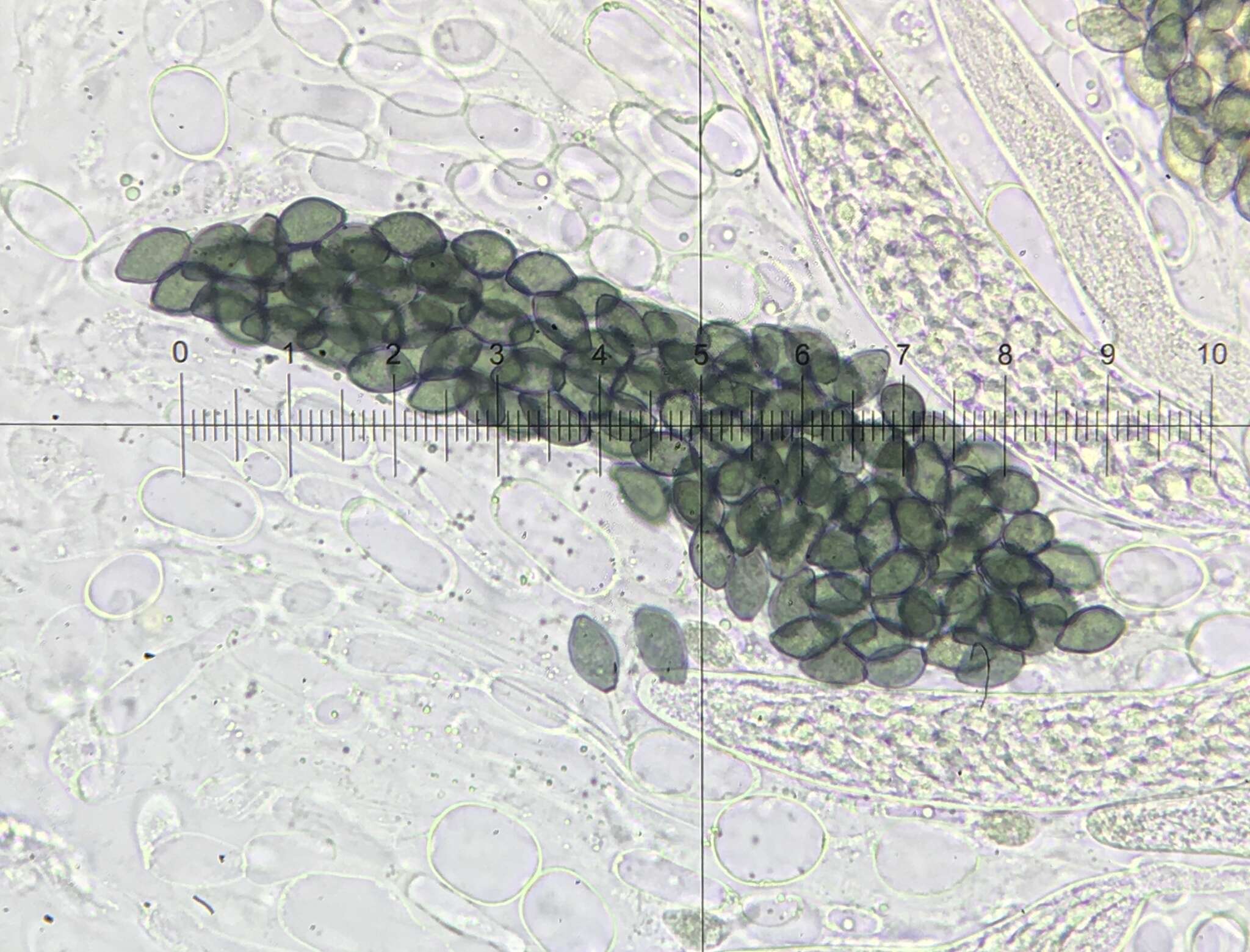 Image of Podospora collapsa (Griffiths) Cain 1962