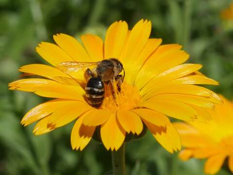 Image of Andrena flavipes Panzer 1799