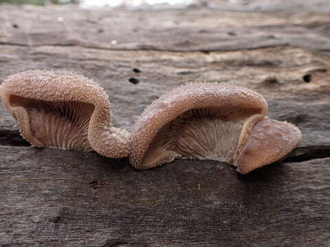 Image of Hohenbuehelia valesiaca (Ces. ex Sacc.) Singer 1951