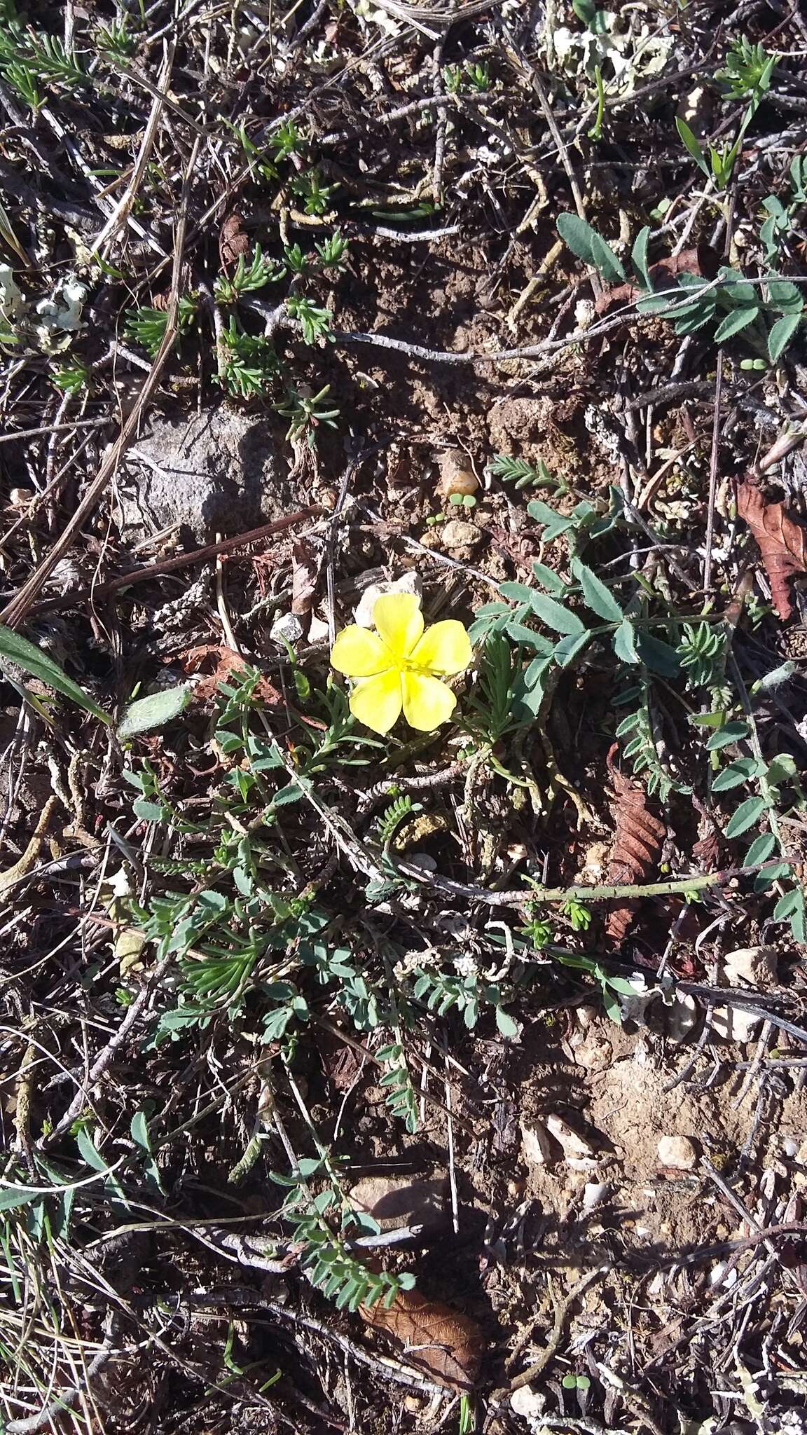 Image of sprawling needle sunrose