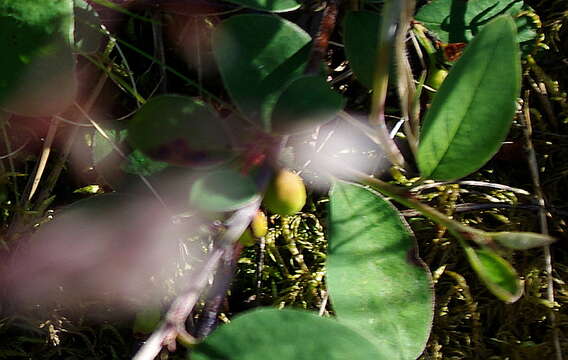 Imagem de Cotoneaster cinnabarinus Juz.