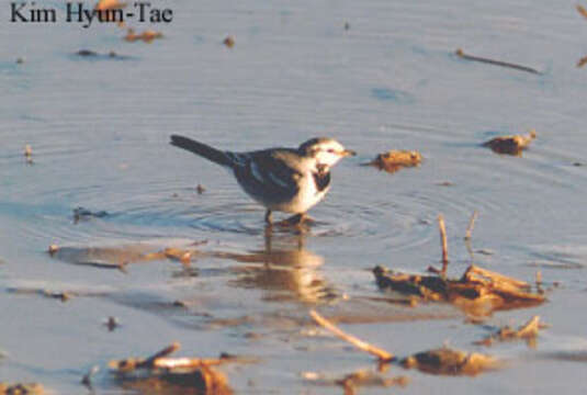 Image of Motacilla alba lugens Gloger 1829