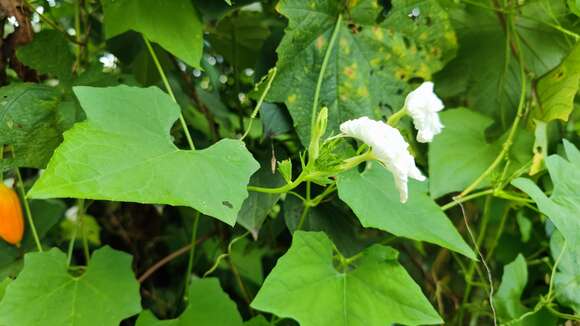 Image of Trichosanthes cochinchinensis (Lour.) M. Roem.