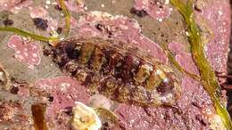 Image of Smooth European Chiton