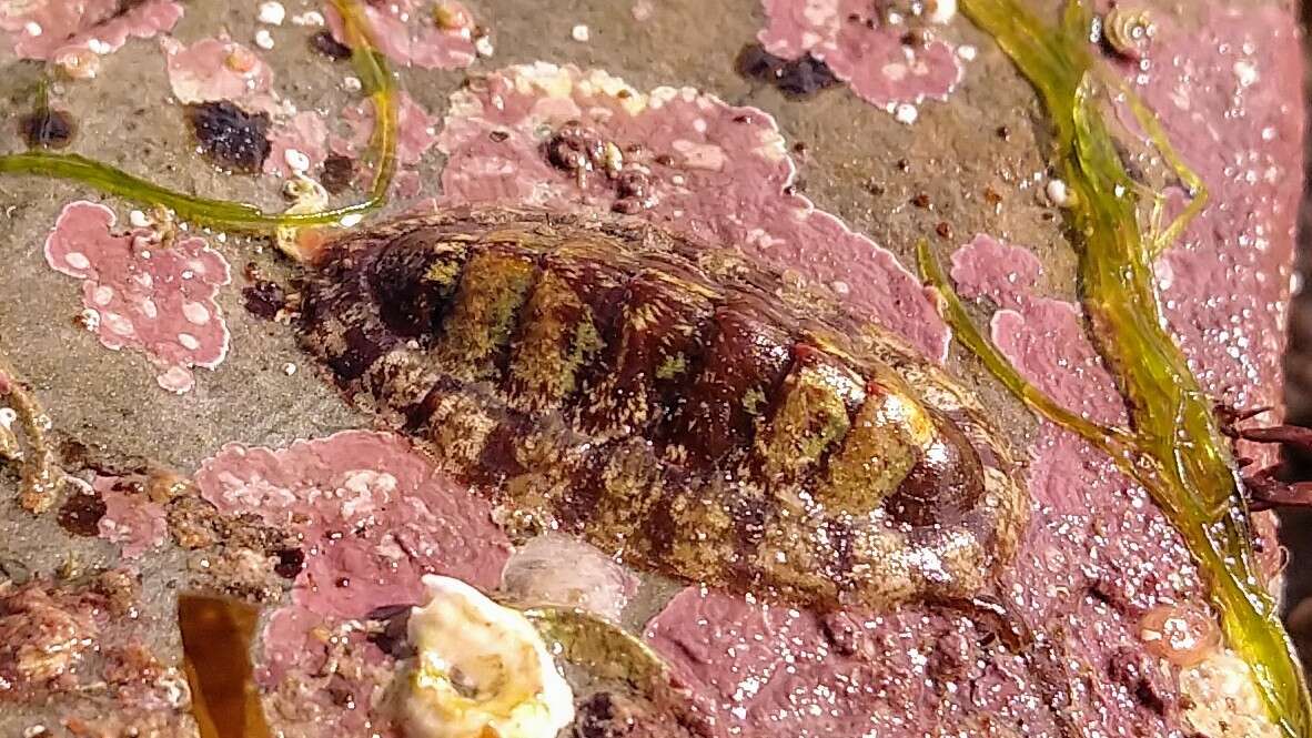 Image of Smooth European Chiton