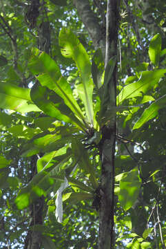 Image of Philodendron linnaei Kunth