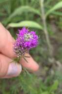 Image of compact prairie clover