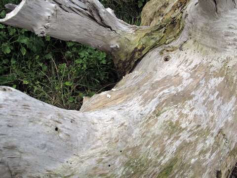 Image of Schizophyllum