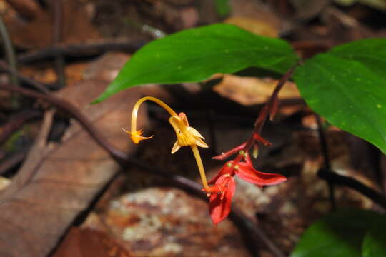 Imagem de Globba atrosanguinea Teijsm. & Binn.