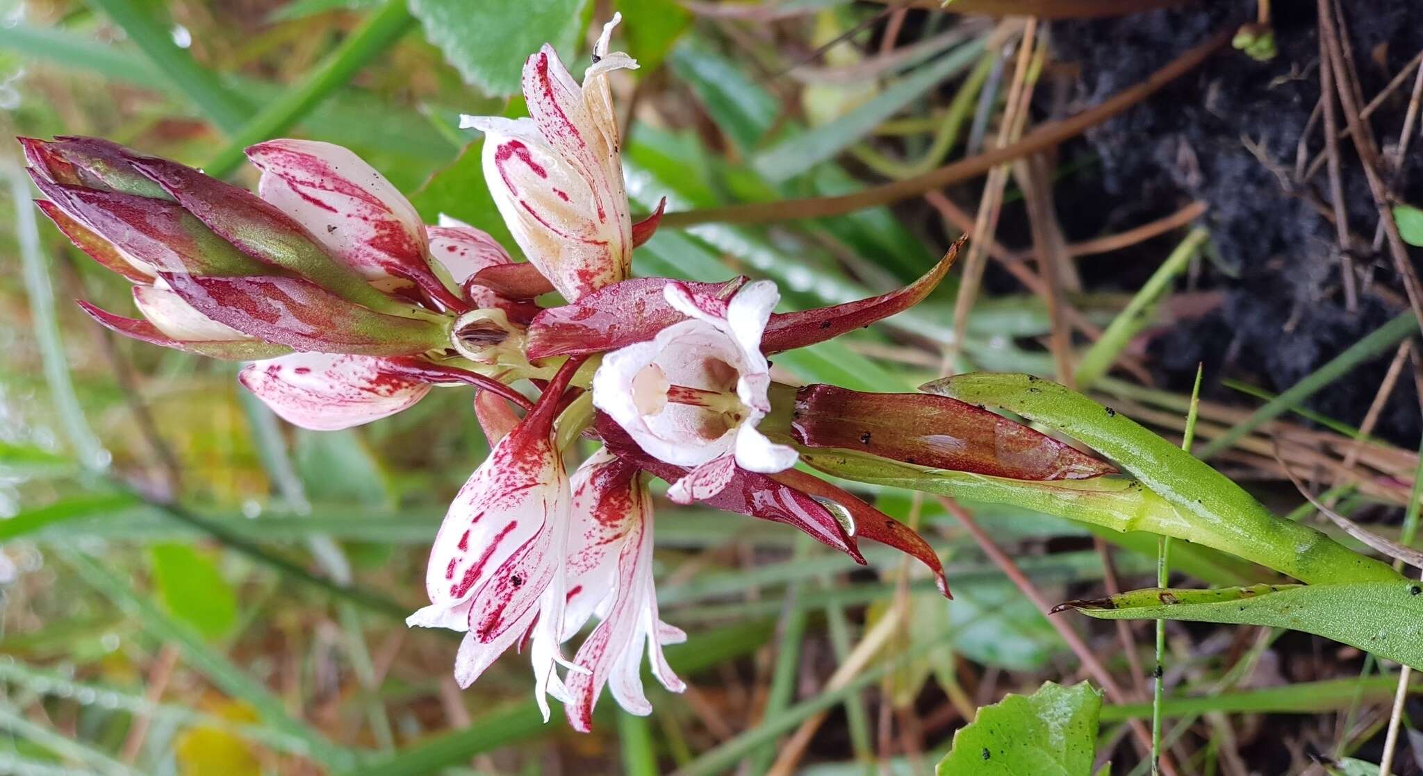 Image de Satyrium sphaerocarpum Lindl.