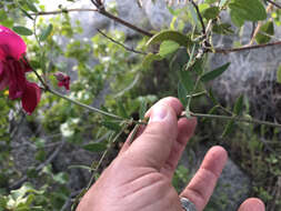 Imagem de Lathyrus splendens Kellogg