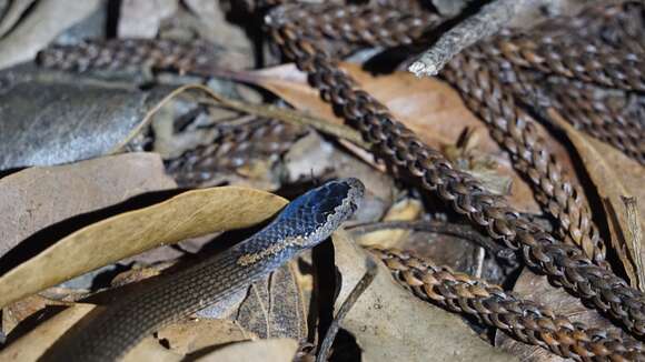 Image of Cacophis squamulosus (A. M. C. Duméril, Bibron & A. H. A. Duméril 1854)