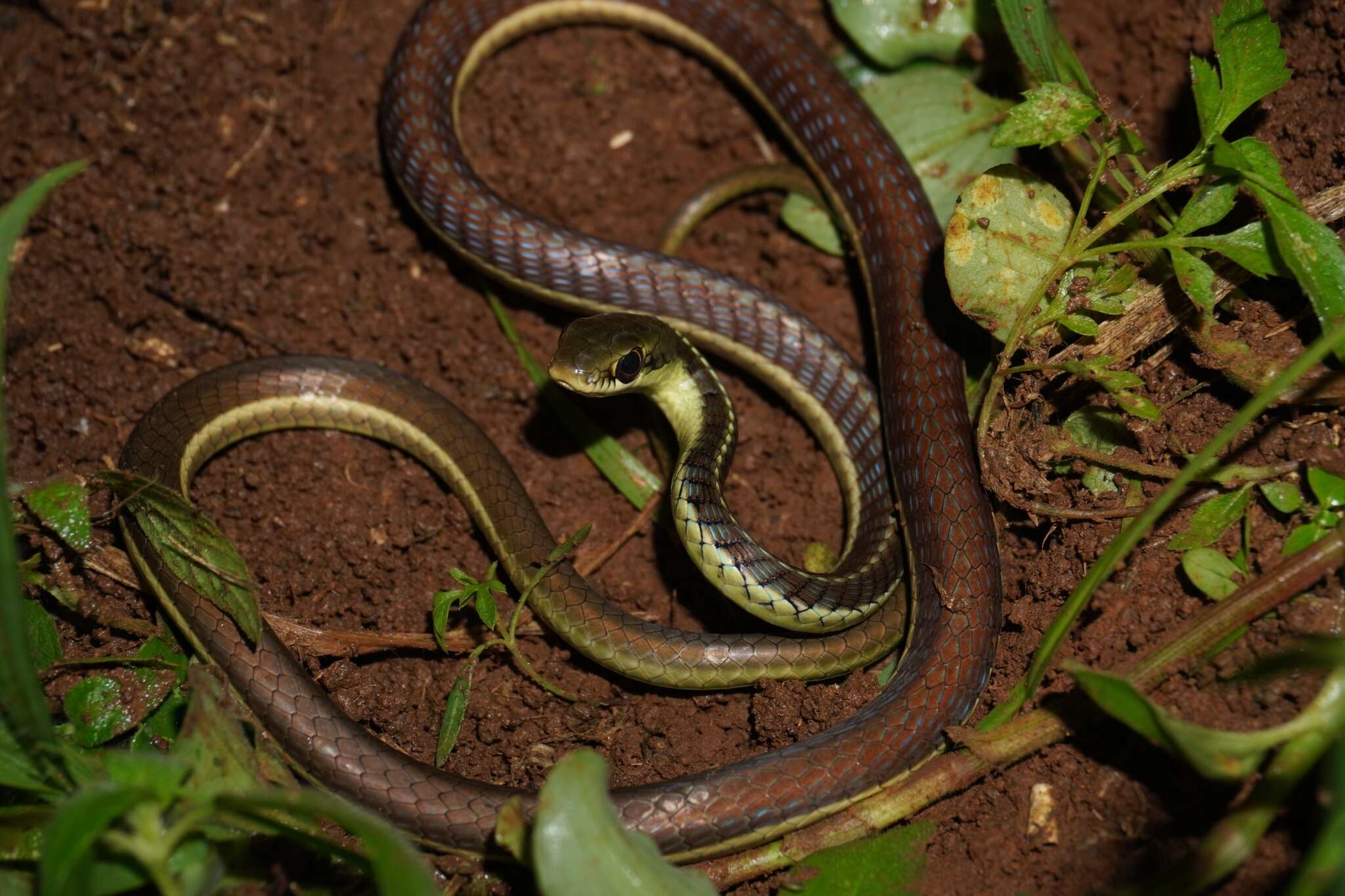 صورة Dendrelaphis subocularis (Boulenger 1888)