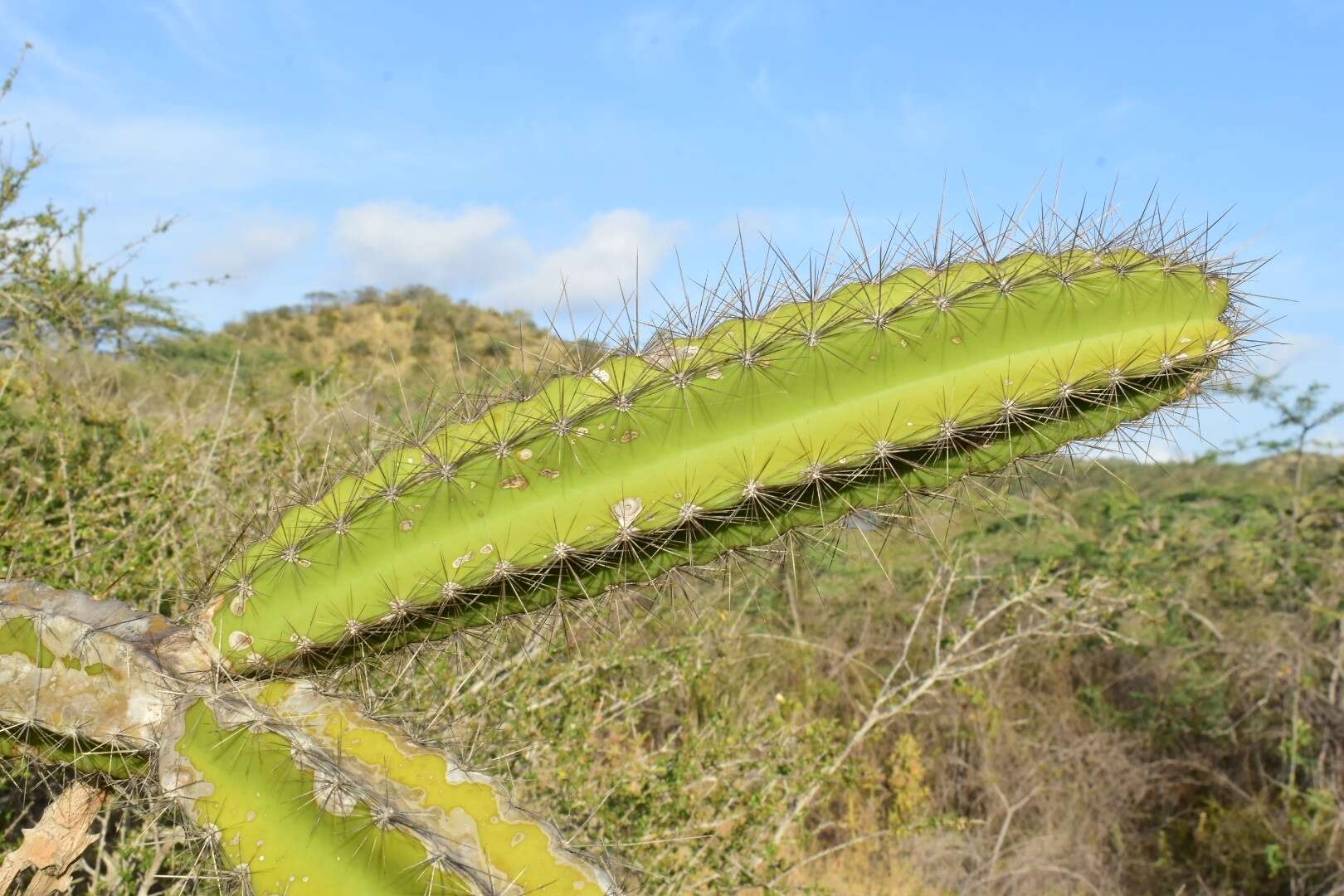 Image of Leptocereus paniculatus (Lam.) D. R. Hunt