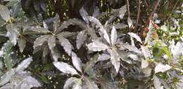 صورة Pittosporum undulatum Vent.