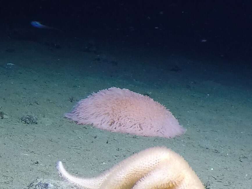 Image of Pom-pom anemone