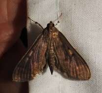 Image of Herpetogramma sphingealis Handfield & Handfield 2011