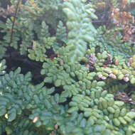 Image of lace lipfern