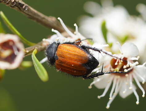 Image of Phyllotocus rufipennis (Boisduval 1835)