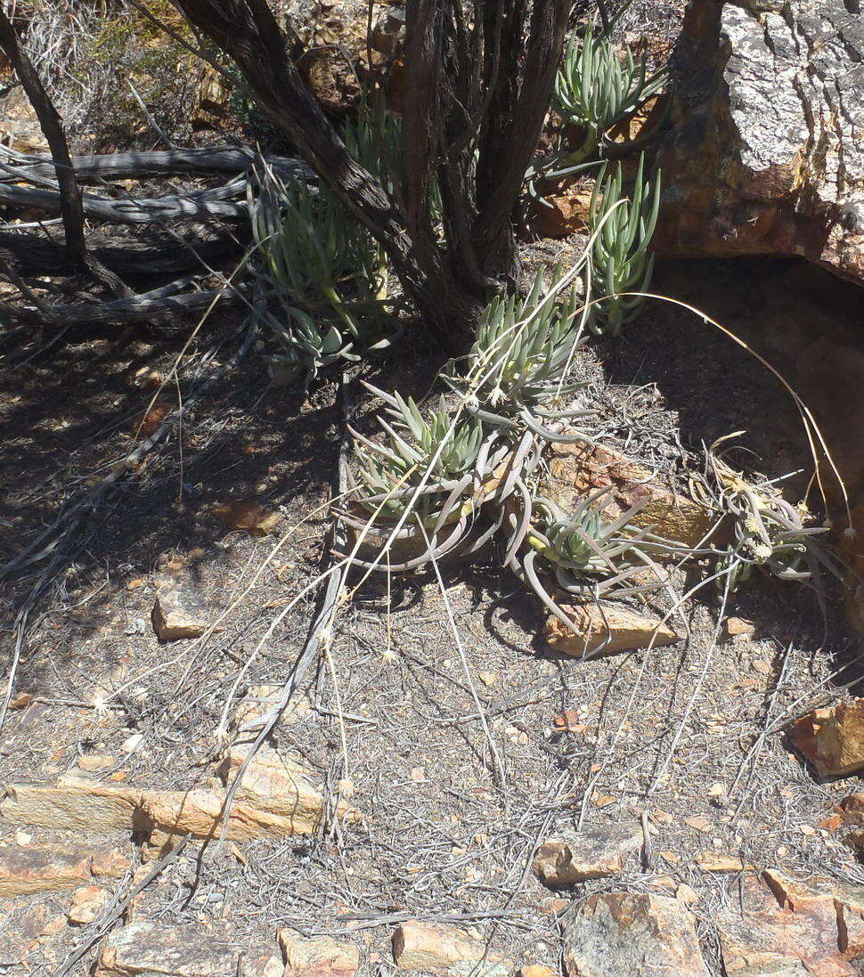 Image of Curio talinoides var. aizoides (DC.) P. V. Heath