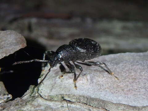 Imagem de Otiorhynchus (Melasemnus) ovalipennis Boheman 1842