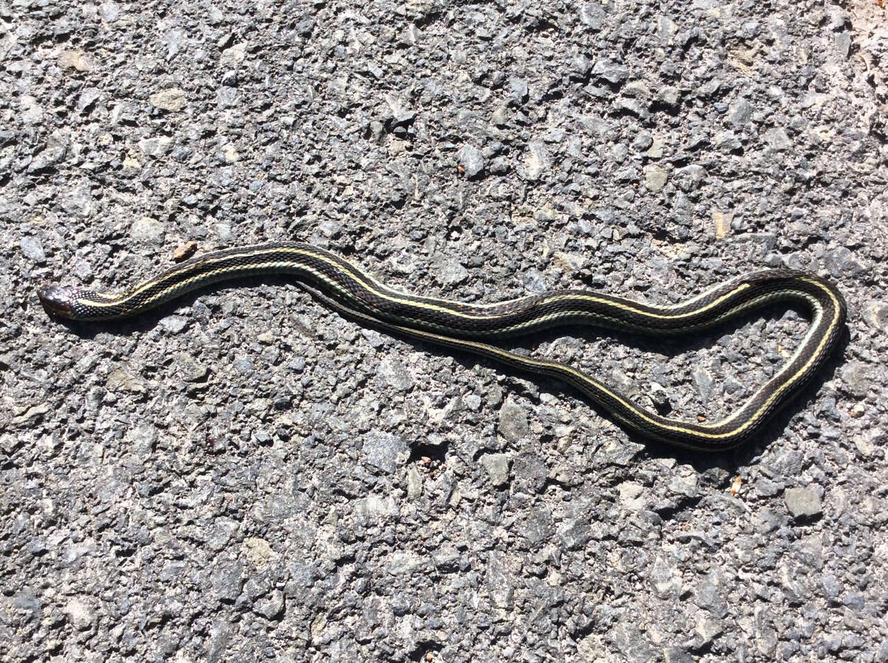 Plancia ëd Thamnophis sirtalis concinnus (Hallowell 1852)